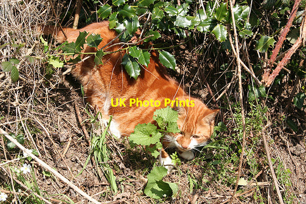 Photo 6"x4" Dulverton: by Lower Chilcott Battleton c2007