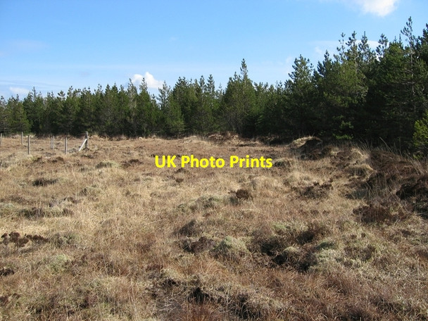 Photo 6"x4" Coille Ghlinne Bhig Glen Bernisdale c2007