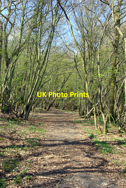 Photo 6"x4" Bridleway, Wellhead Wood West Cripp's Corner c2007