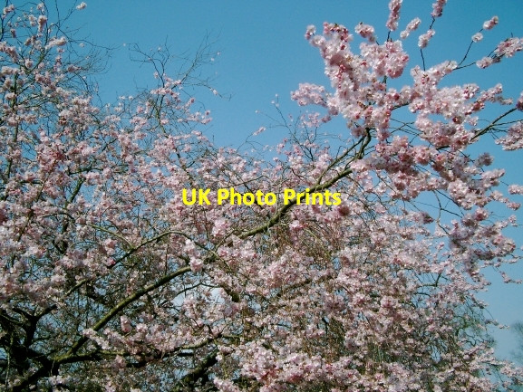 Photo 6"x4" Cherry Blossom Hoddom Castle Murraythwaite c2007
