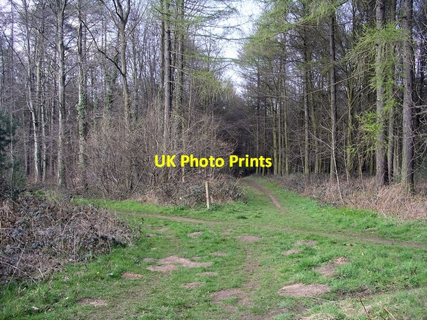 Photo 6"x4" Paths, West Wood Broughton\/SE9608 c2007