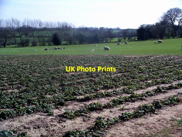 Photo 6"x4" Strawberry field and sheep Southwood\/SK3521 c2007