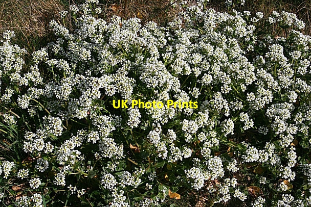 Photo 6"x4" Scurvy-grass (Cochlearia officinalis) Lunan\/NO6851 c2007