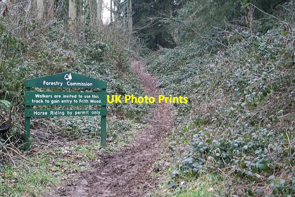 Photo 6"x4" Forestry Commission Path in Frith Wood Ledbury c2007