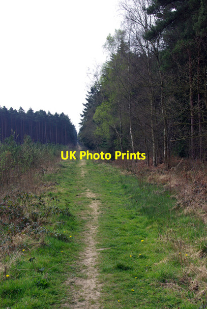 Photo 6"x4" Bridleway, Hemsted Forest Fosten Green c2007