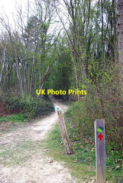 Photo 6"x4" Dering Wood - waymarked path Biddenden Green c2007