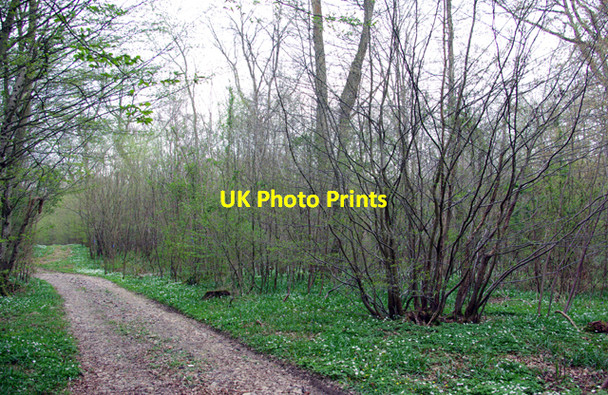 Photo 6"x4" Frith Wood Egerton Forstal c2007