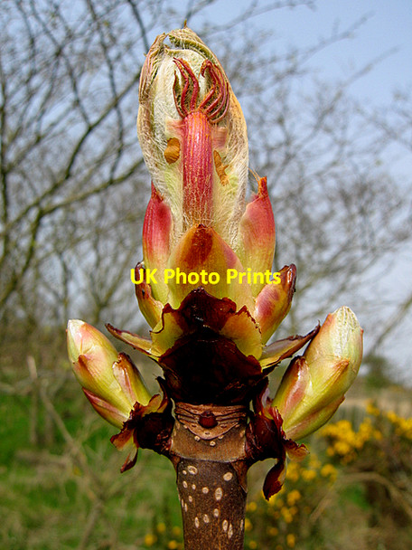 Photo 6"x4" Horse-chestnut bud bursting into leaf. Newburgh\/NJ9925 c2007
