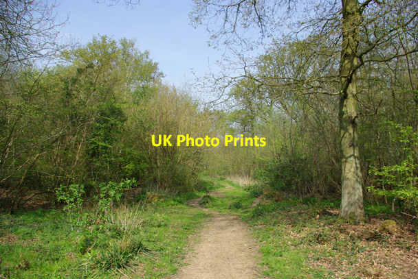 Photo 6"x4" Path, Garnetts Wood Wellstye Green c2007
