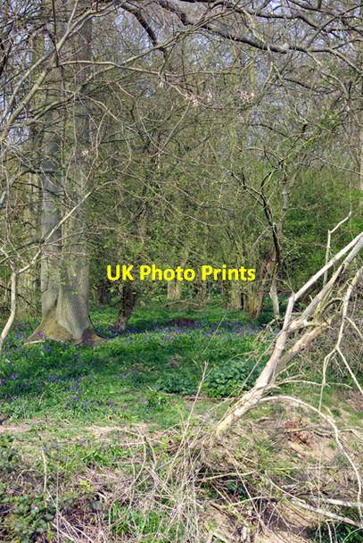 Photo 6"x4" Bluebells in Berners Wood Berners Roding c2007