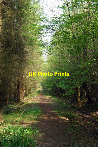 Photo 6"x4" Upper Hucksteep Wood Mountfield\/TQ7320 c2007
