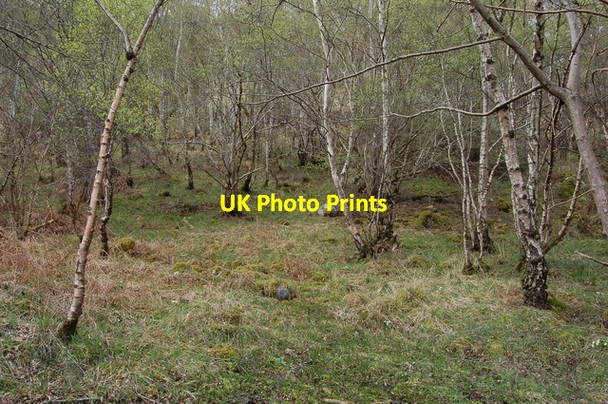 Photo 6"x4" Woodland by Loch Ness Lochend\/NH5937 c2007