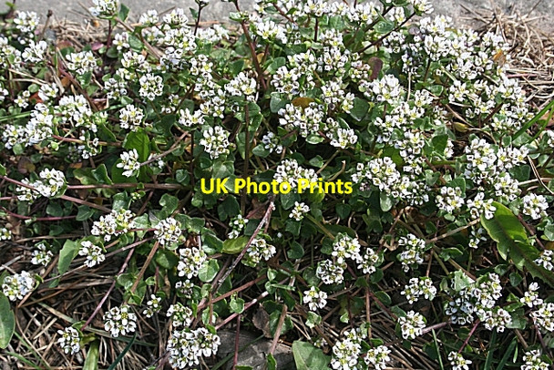 Photo 6"x4" Scurvy-grass (Cochlearia officinalis) Coaltown of Balgonie c2007