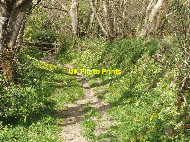 Photo 6"x4" Primrose path - into The Tidna Crosstown\/SS2015 c2007