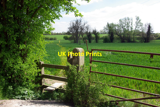 Photo 6"x4" Footpath through the wheat Blake End c2007