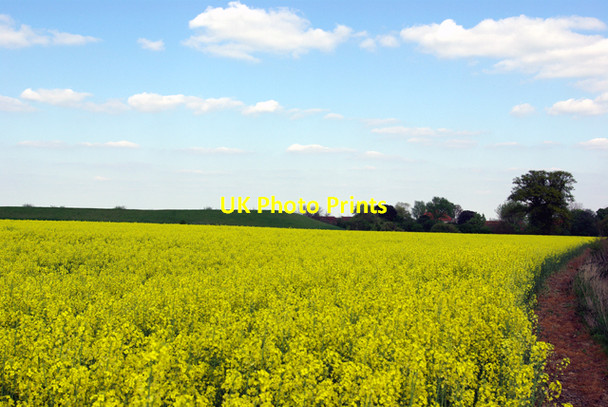 Photo 6"x4" Oilseed Rape Witham c2007