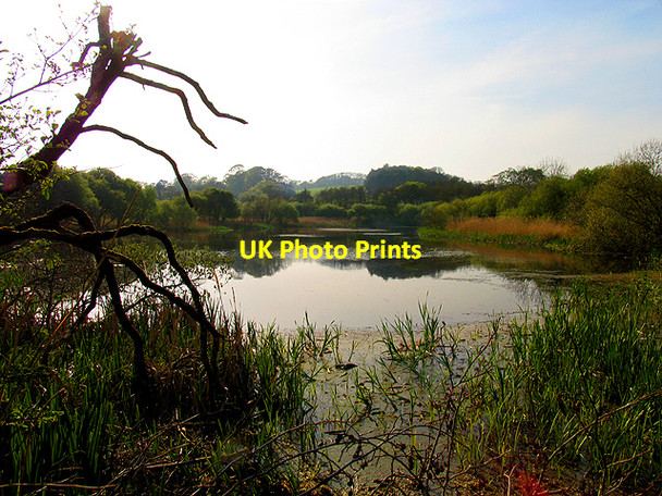 Photo 6"x4" Oxwich Marsh Penrice\/SS4987 c2007 P1