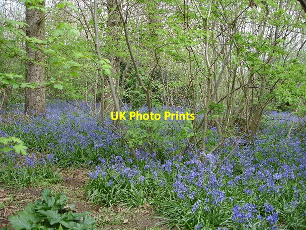 Photo 6"x4" Bluebell Woods Hinxhill c2007