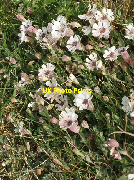 Photo 6"x4" Sea Campion (Silene maritima) Crosstown\/SS2015 c2007