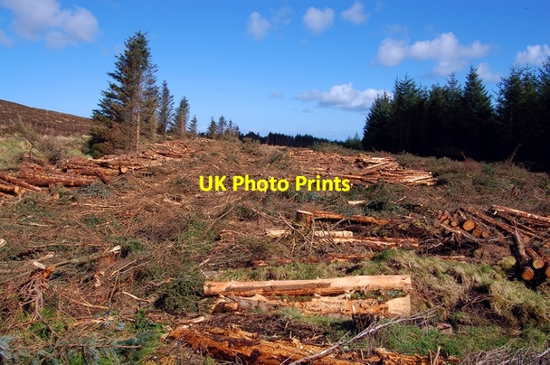Photo 6"x4" Forestry at Gillen Gillen c2007