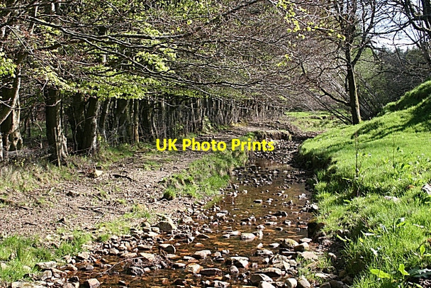 Photo 6"x4" Rosarie Burn Mulben c2007