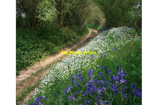 Photo 6"x4" Westers Lane South Warnborough c2007