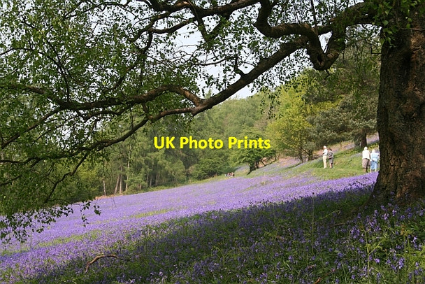 Photo 6"x4" Bluebells on the Malvern Hills Brand Green\/SO7641 c2007