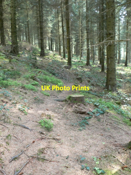 Photo 6"x4" Footpath through Cynwyd Forest Corwen c2007