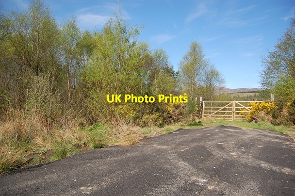 Photo 6"x4" Woodland entrance Torlundy c2007
