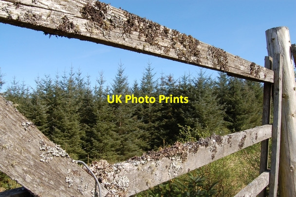 Photo 6"x4" Woodland near Achindaul Muirshearlich c2007