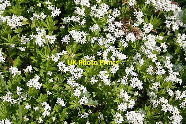 Photo 6"x4" Woodruff (Galium odoratum) Knockbog c2007