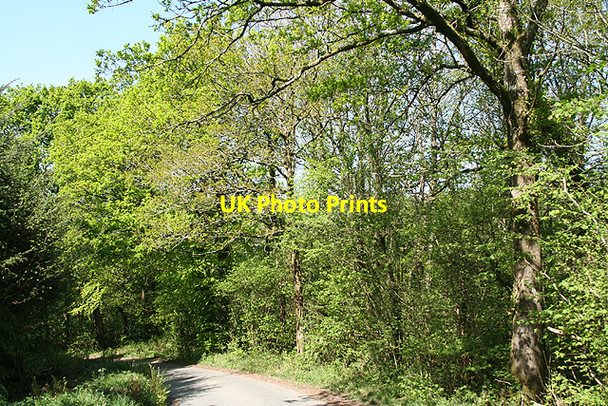 Photo 6"x4" Chulmleigh: in Longmoor Wood Chulmleigh c2007