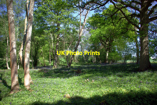 Photo 6"x4" Spring Woodland Monk's Gate c2007