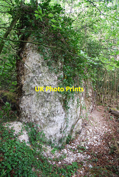 Photo 6"x4" Upended tree roots in The Plantation Winterborne Stickland c2007