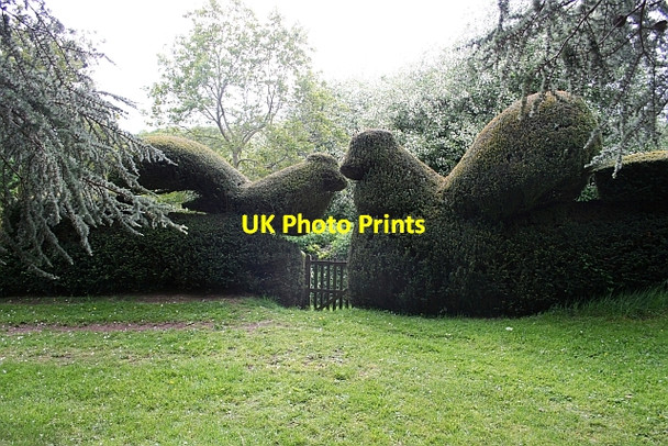 Photo 6"x4" Topiary Yew Hedge, Little Malvern Court Little Malvern c2007