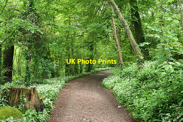 Photo 6"x4" Yealmpton: near Western Torrs Yealmpton c2007
