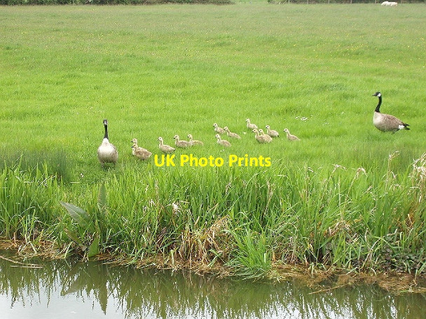 Photo 6"x4" Canada geese shepherd goslings to the canal Broughton\/SP8413 c2007