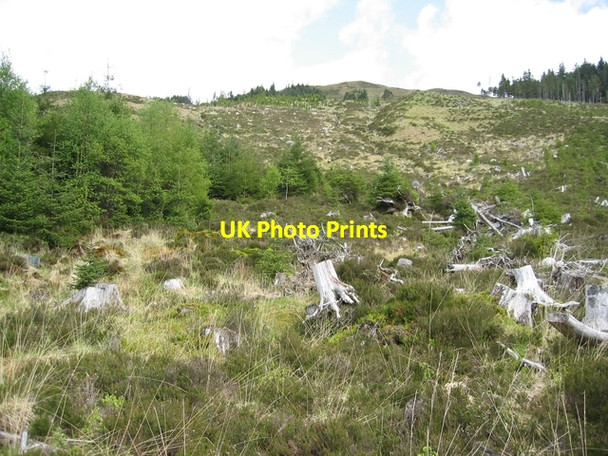 Photo 6"x4" Cleared forestry in Achnashellach Craig\/NH0349 c2007