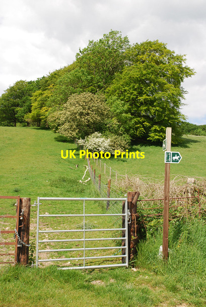Photo 6"x4" Bridleway to Brockham (woods) Hedge End\/ST8206 c2007