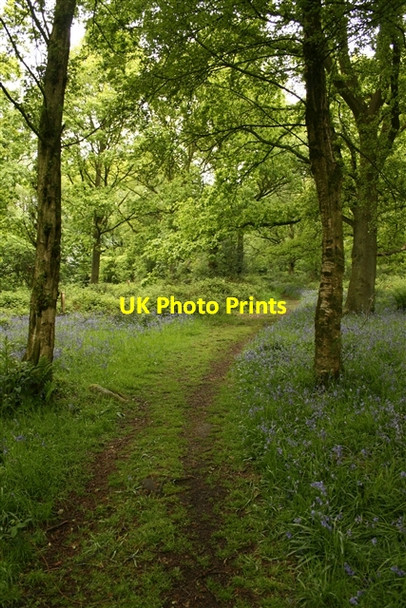 Photo 6"x4" Track, Old Spring Wood Summerbridge c2007