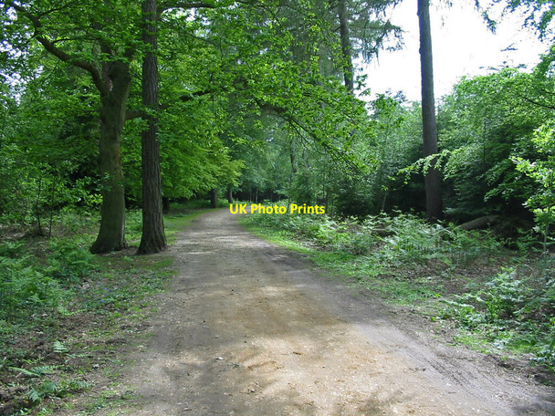 Photo 6"x4" Wilverley Inclosure, New Forest,  Hampshire South Weirs c2007