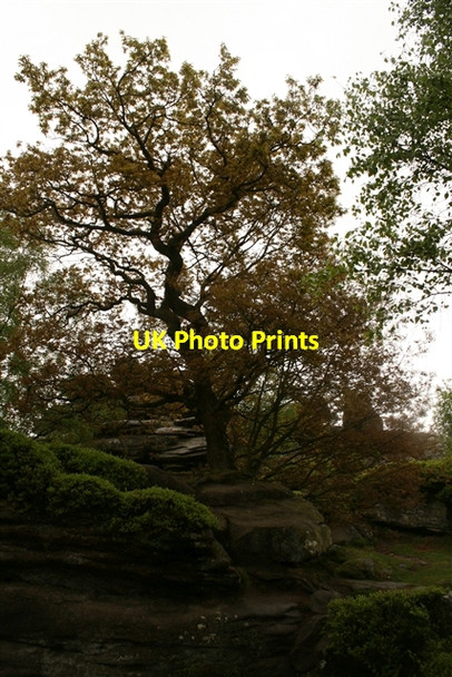 Photo 6"x4" Oak growing on rocks, Brimham Rocks Smelthouses c2007 P1