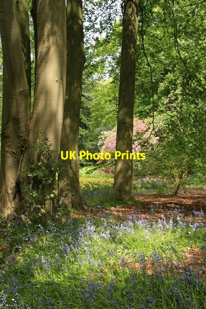 Photo 6"x4" Woodland, RHS Harlow Carr Harrogate c2007