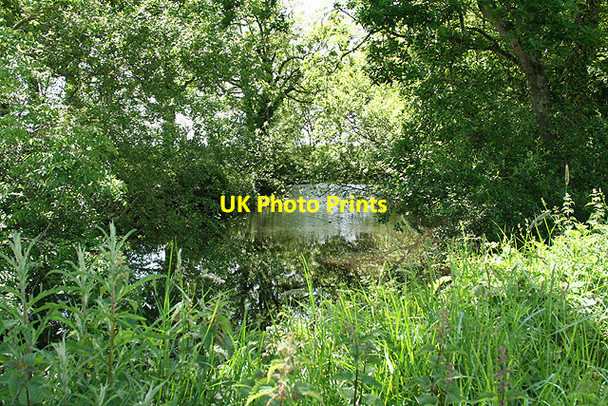 Photo 6"x4" Swimbridge: pond Cobbaton c2007