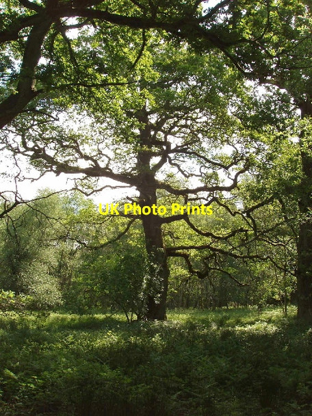 Photo 6"x4" Oak tree in Blenheim Great Park Woodstock\/SP4416 c2007