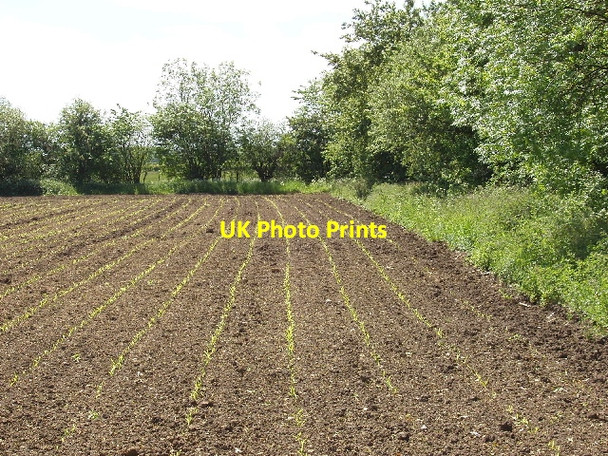 Photo 6"x4" Field of maize seedlings Sutton\/SP4106 c2007