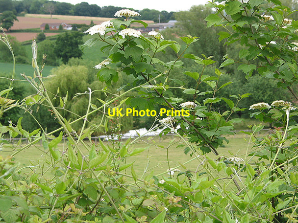 Photo 6"x4" Hedgerow plants Aston Crews c2007