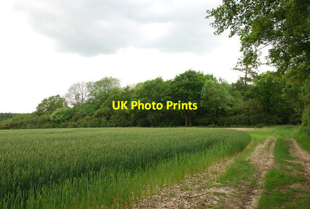 Photo 6"x4" Parsonage Down Clump Little Langford\/SU0436 c2007