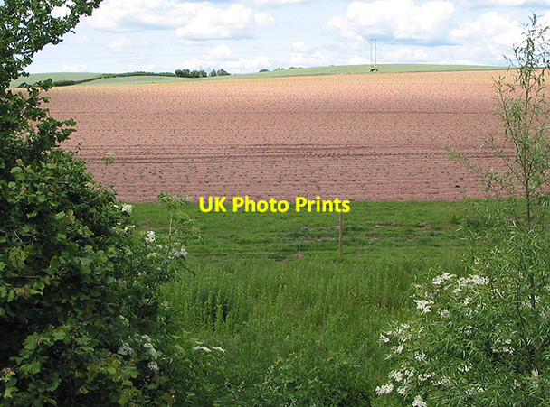 Photo 6"x4" Young potato crop Ross-on-Wye c2007
