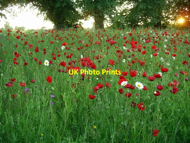 Photo 6"x4" Wayside Poppies Hempshill Vale c2007
